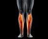 From Good to Life: The importance of the soleus muscle, nicknamed the “second heart”