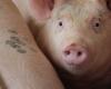 Live pig and meat prices decline, informs Cepea | Pigs