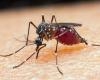 Malaria: pregnant women, children and vulnerable people are most affected