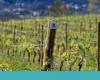 WineXP, “a kind of wine tourism Booking” for Portugal | Wines