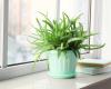 Plants that help eliminate unpleasant smells in the kitchen