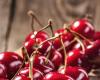 Moderates blood sugar, regulates sleep and reduces inflammation: the benefits of cherries