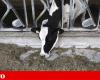 Traces of bird flu detected in one in five milk samples in the US | Public health