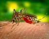 Experts dispute the effectiveness of modified mosquitoes in combating dengue