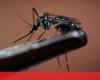 Dengue killed 2,072 people in Brazil in four months – World