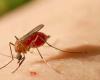 What mosquito transmits Oropouche Fever?