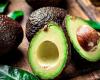 Avocado consumption may be associated with a lower risk of diabetes in women, study suggests