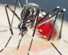 Dengue cases in Pernambuco increase by 600% compared to the same period in 2023