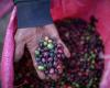 Coffee price is pressured by warmer weather and storage in Vi…