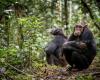 Virus that causes the common cold in humans causes the death of chimpanzees in Africa | Biodiversity