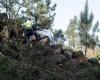 Government extends deadline for cleaning forests and land until May 31