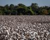 Cotton prices fall for the second consecutive month, informs Cepea | Cotton