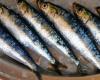 Fishermen return to catching sardines starting this Thursday