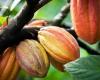 Cocoa prices rise sharply by 32% in March with a drop in exports