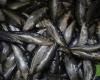 Fishermen start catching sardines again from today – Economy – SAPO.pt