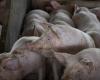 Live pig prices fall across Brazil in April | Pigs