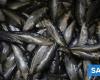 Fishermen start catching sardines again from today – Economy