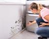 Do you have mold at home? Know what can happen to your body