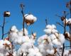 Cotton lint prices registered a further drop