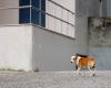 Mainland Portugal has almost a million stray animals