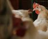 Drop in poultry product prices puts pressure on the market