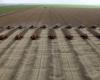 Soybean and corn prices see weekly gains in Chicago after floods in Rio Grande do Sul By Reuters