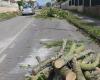 Aveiro: PS defended tree felling “with half terms” / Edil guarantees consideration in cuts