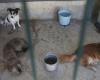 Portugal has almost a million abandoned animals on the street