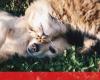 Mainland Portugal has almost a million abandoned animals – Society