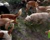 Mainland Portugal has almost a million stray animals – News – SAPO.pt