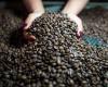 Arabica coffee prices continue to fall after the devaluation of Robusta | Quotes