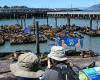 About a thousand sea lions ‘invade’ pier in San Francisco. And there are images