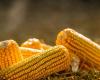 Corn prices are impacted by rains and floods