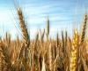 Stable wheat prices, but reduction in sown area worries