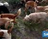 Mainland Portugal has almost a million abandoned animals – News