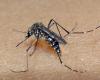 The number of deaths from dengue fever in Bahia rises to 59; epidemic covers 256 municipalities | Bahia