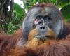Orangutan is the first animal observed to heal a wound with a medicinal plant