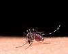 Newborn dies from dengue fever in Ponta Grossa | Campos Gerais and South