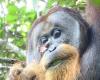 Orangutan is the first animal observed to heal a wound with a medicinal plant