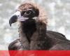 Lack of vultures threatens funeral rituals in India – World