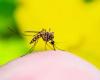 SP records 1st death from yellow fever; see how to prevent