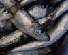 Portugal and Spain begin another period of sardine catching in a year that promises to break records