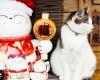 News roundup: Cats transform Taiwan’s Houtong into a tourist magnet, plus more tourism news