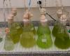 University of Coimbra studies the application of microalgae to treat WWTP effluents and generate biofuels
