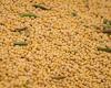 Soybean prices start rising in May in the Brazilian market | Soy