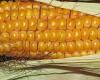 Sharp drop in corn prices draws attention