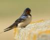 Number of swallows in Portugal has almost halved in 20 years