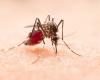 Due to the rise in dengue fever in the state, economic sectors could lose R$84.5 million by the end of the year