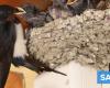 Number of Swallows in Portugal fell by 40% in 20 years