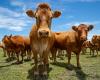 Fat cattle become cheaper this Tuesday (7), after a 0.02% drop in price